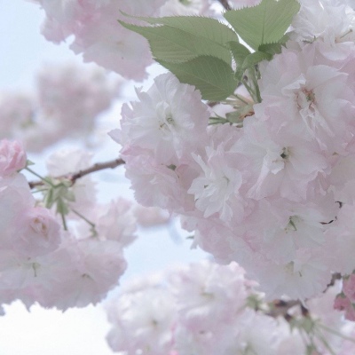 兰西福瑞交流群